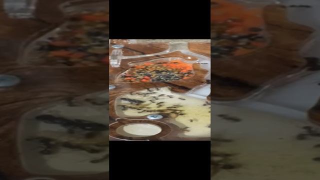 первое видео о муравьях ( messor muticus) смотреть онлайн