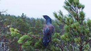 Ветка ловит глухарей и облаивает лося.  Промысловые неурядицы.
