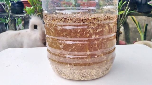 HOW TO Make Calcium Phosphate (CALPHOS) | Plant Calcium Supplement смотреть онлайн
