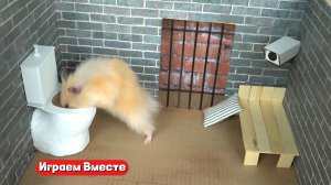 Хомяк воришка попал в тюрьму с ловушками ! Играем с хомяком, помогаем выбраться !