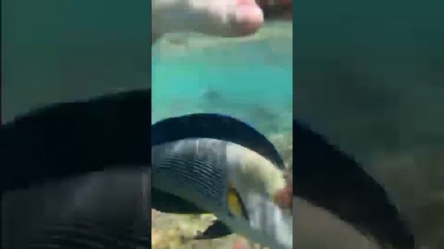 colorful fish, inhabitants of a coral reef, underwater photography on the Red Sea, in Egypt смотреть онлайн