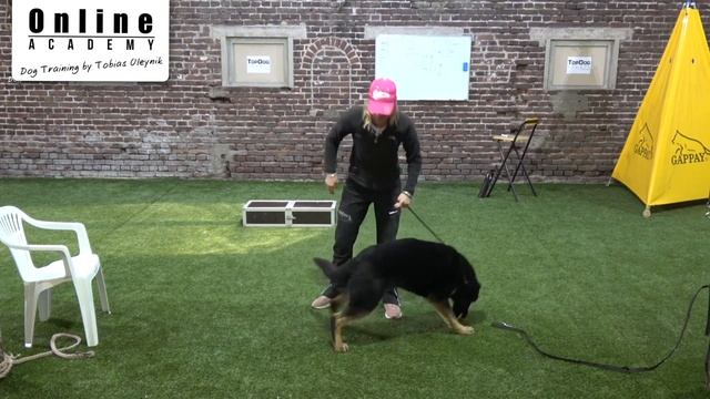 How to teach your dog to play tug? смотреть онлайн