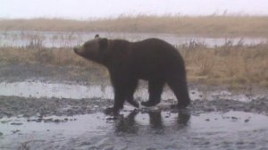 Выстрел под ноги.