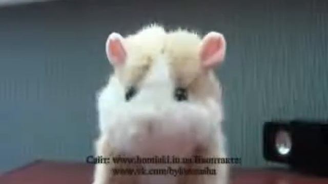 Говорящий хомяк купить 2 смотреть онлайн