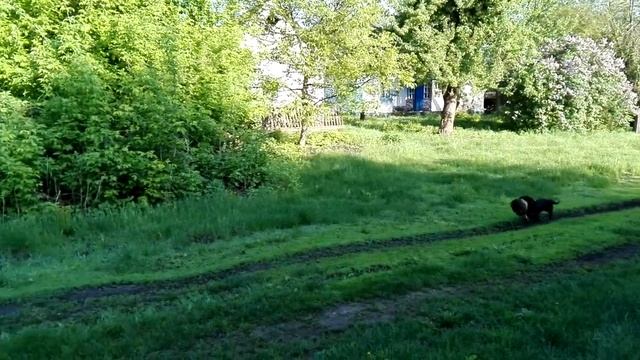 Zov lesa Бор 1 год часть 7 апорт утки смотреть онлайн