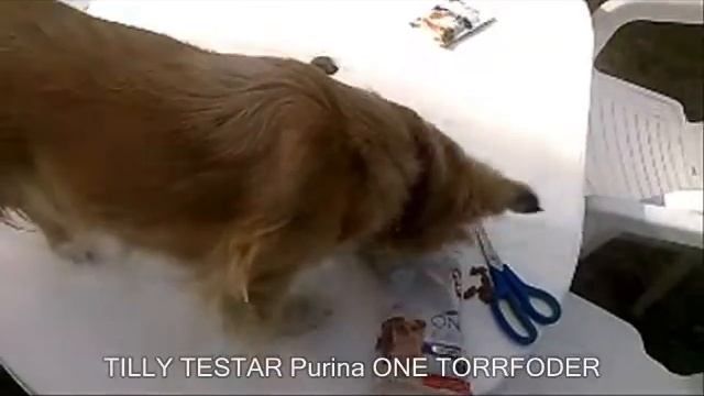 TILLY TROTTER TESTAR... Purina One My Dog Is - torrfoder смотреть онлайн