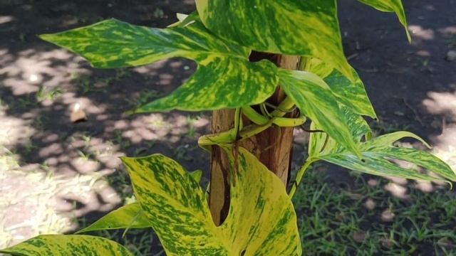 Amazing Plant: Epipremnum Golden Flame