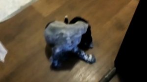 Русский охотничий спаниель  Мотя (детство)