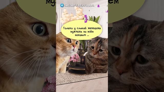 Сильная обида #мыкотики #вмем #разговор #анекдот #шутки #кот #юмор #смешное #прикольно #мемы #cat смотреть онлайн