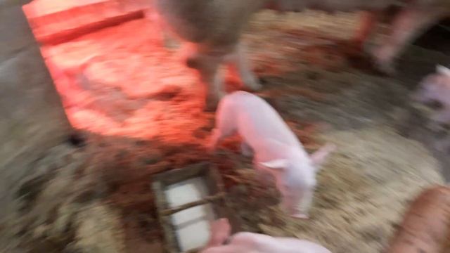 Боротьба за життя триває‼️Рухаємось далі,Молока вже😭прикорм підсосних поросят,ЗЦМ і предстарт+🍏🍎‼️ смотреть онлайн