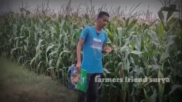 Maize review-2||ADVANTA PAC741||మొక్కజొన్న విత్తనాల రివ్యూ ||farmers friend surya смотреть онлайн