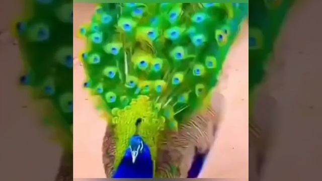 Великолепный павлин. смотреть онлайн