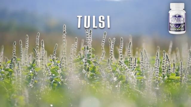 Captavida Immune + Gut Health смотреть онлайн