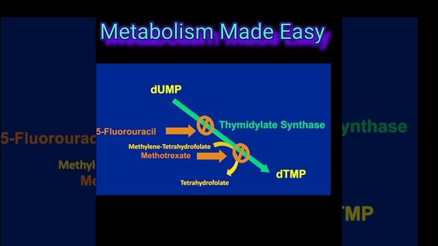 Fluorouracil and Thymidilate Synthase Short @DrAJGhalayini смотреть онлайн