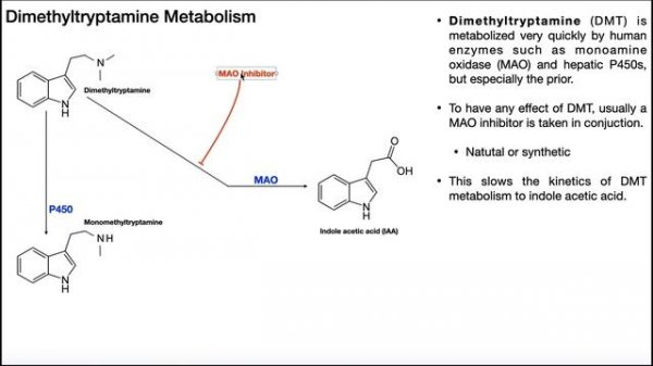 Dimethyltryptamine [DMT] | Biosynthesis, Mechanism, & Metabolism