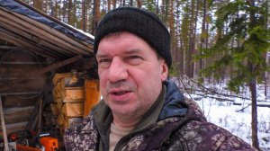 Собаки добыли мне лося.  Ветка создает проблему.