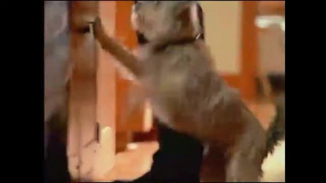 Purina Chef Michael's Canine Creations TV Commercial 2009 смотреть онлайн