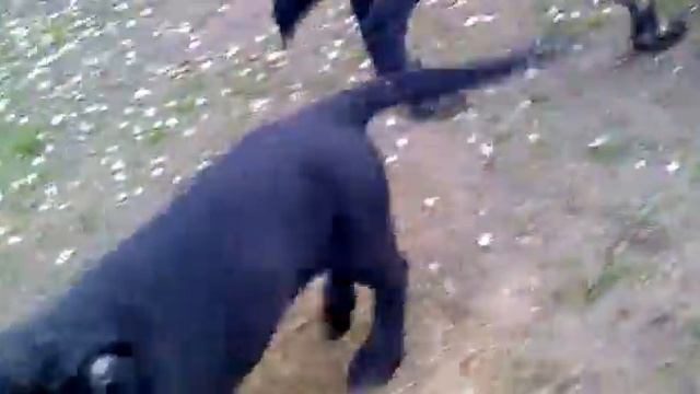 Щенки ВЕО на прогулке смотреть онлайн