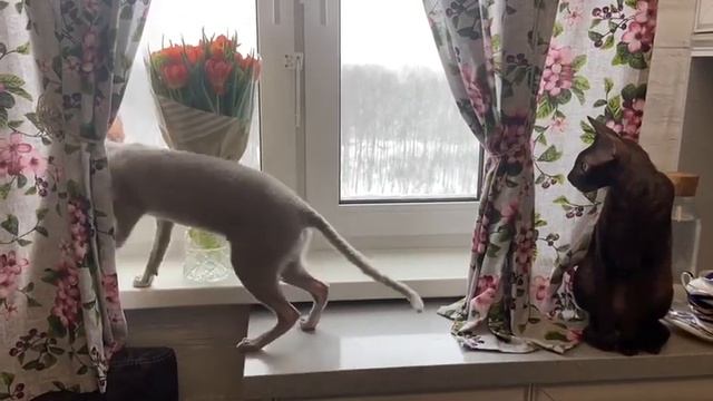 Желаю много маленьких радостей и одно большое счастье! смотреть онлайн