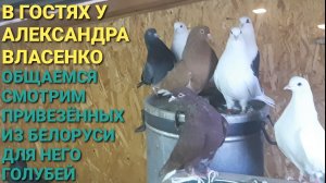 В гостях у Александра Власенко. Общаемся, смотрим привезённых ему из Беларуси голубей.
