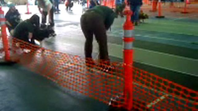 Flyball start line 2 смотреть онлайн