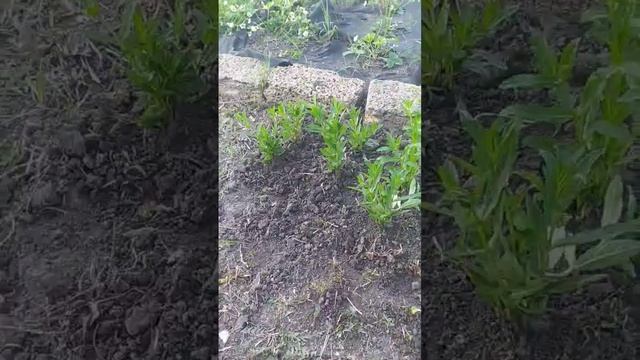 Посадили мяту❤ смотреть онлайн