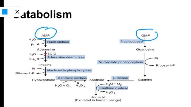 Salvage Pathway of purine biosynthesis | Nucleotide metabolism смотреть онлайн