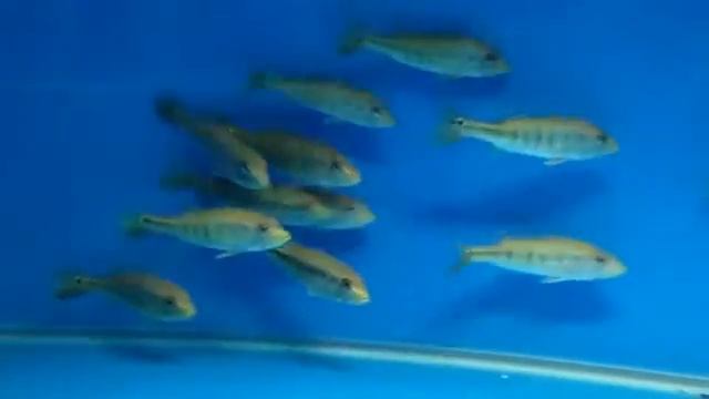 Сichla Interrmedia - Цихла Интермедия смотреть онлайн