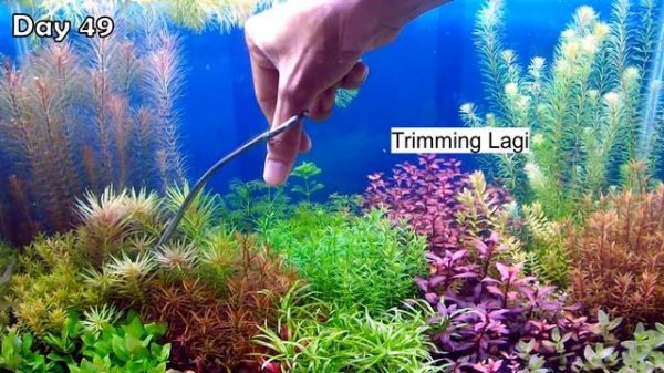 STEP BY STEP AQUASCAPE DUTCHSTYLE