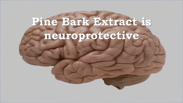 Pine Bark Extracts are Antioxidant, Anti-inflammatory, Anticancer, Cardioprotective, Neuroprotectiv смотреть онлайн