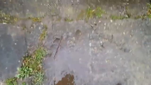 влог к нам тут кот пытается попасть в дом, собака прогнала, печенье на сорбите смотреть онлайн