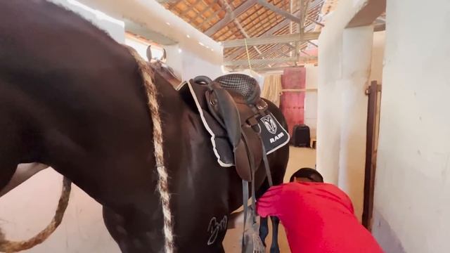 NACIONAL Do CAVALO MANGALARGA  MARCHADOR