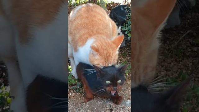 交尾する猫 #猫 #cats смотреть онлайн