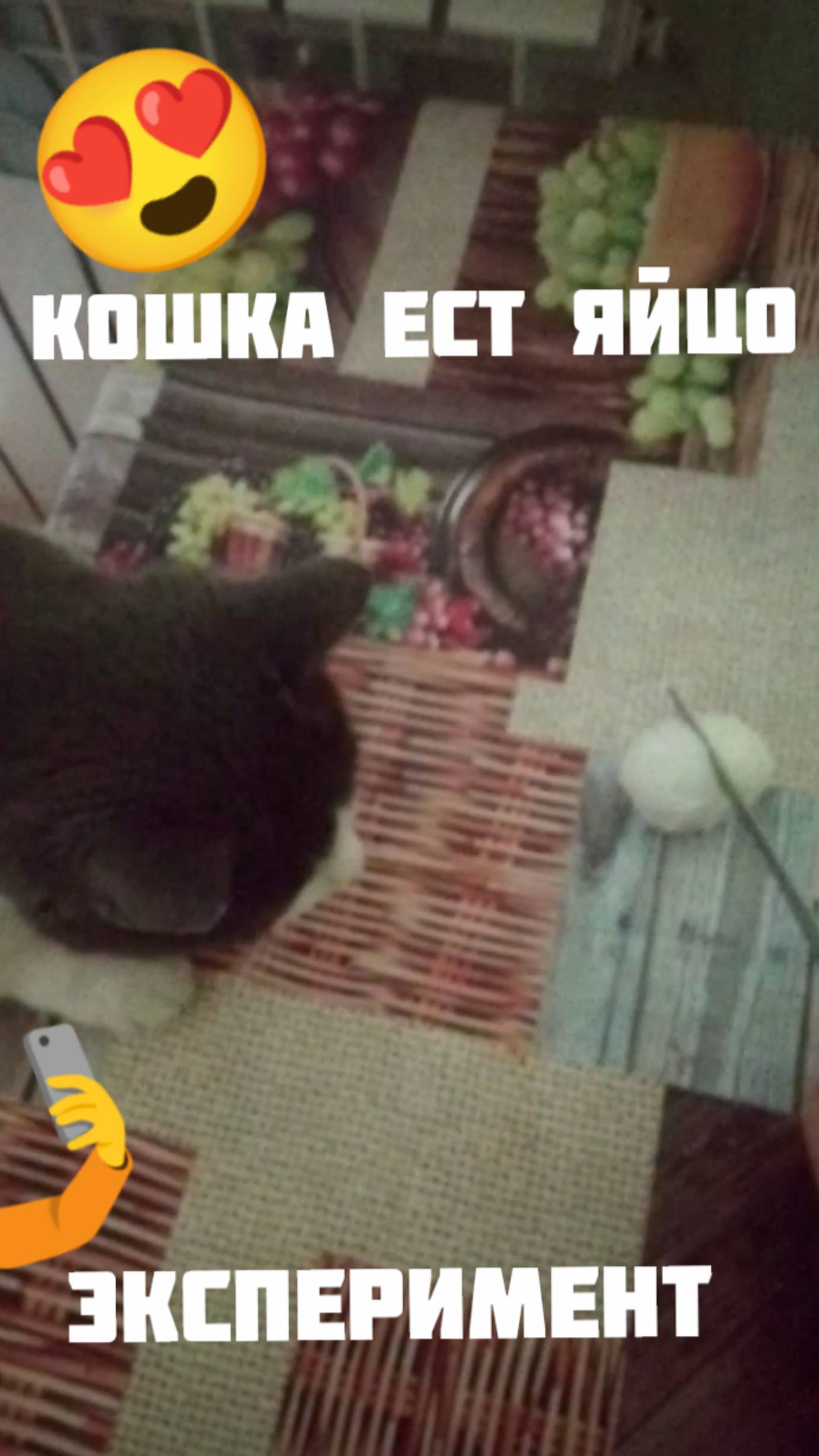 Кошка ест яйцо зайдёт или нет 😮