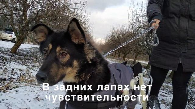 Тайгер ждет семью!!!! смотреть онлайн