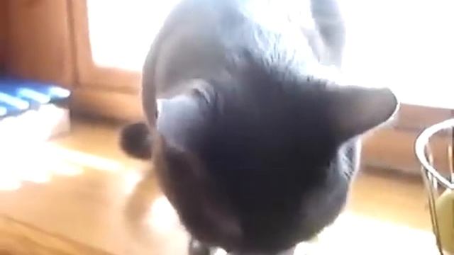 Прикол, Классный Котяра варнякает от удовольствия, Ржач смотреть онлайн