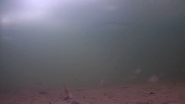 Рыбаки ловят на мормышку | Думал, что рыба сдохла. Они выжили !! Поиск рыбы подводной камерой смотреть онлайн