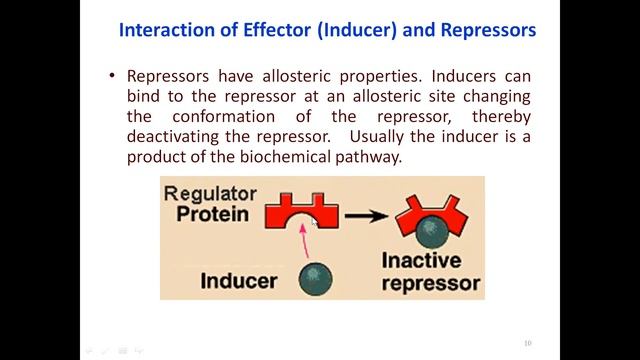Gene Regulation in Prokaryotes. By- Dr. Mamta Singh смотреть онлайн