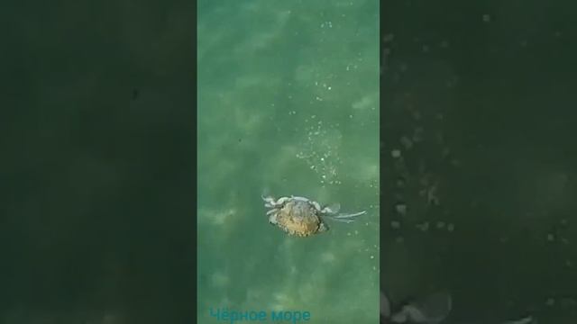 Чёрное море Феодосия смотреть онлайн