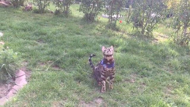 Кот играет в саду с водой смотреть онлайн
