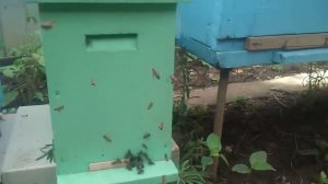 вылет матки на облёт и назад