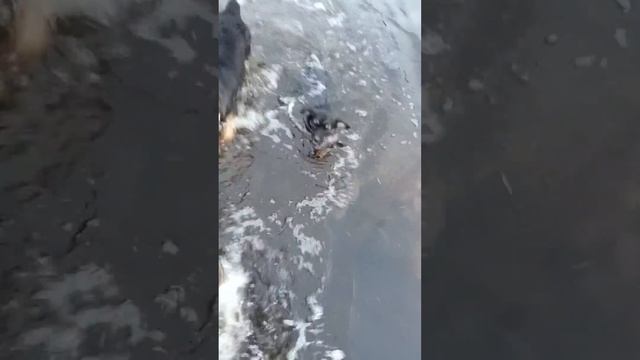 Первая вода для моих питомцев. смотреть онлайн