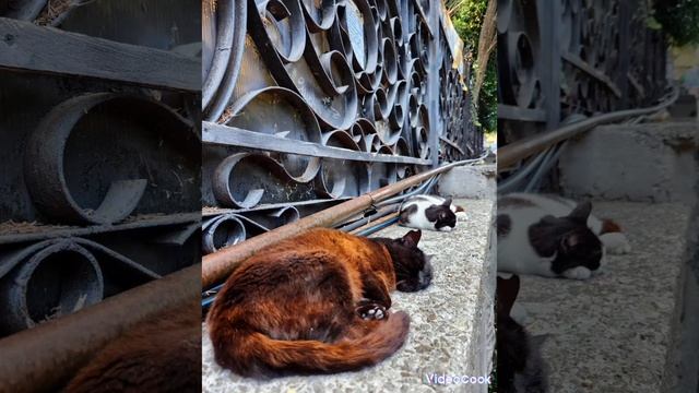 18.06.24Гурзуф в середине июня 🌞Температура воды 24°, на улице не меньше 30°. Людей на пляже много. смотреть онлайн