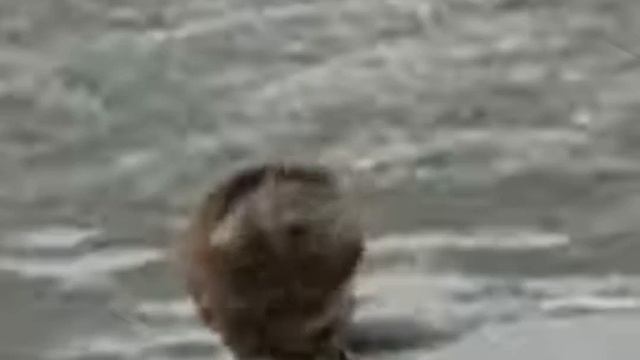 Бобер тусовщик смотреть онлайн