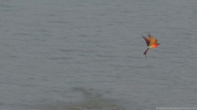 Carmine Bee-Eaters! смотреть онлайн