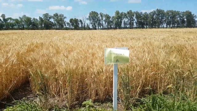 Стан демо посівів пшениці після зливи смотреть онлайн