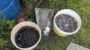 Подкормка кальцием