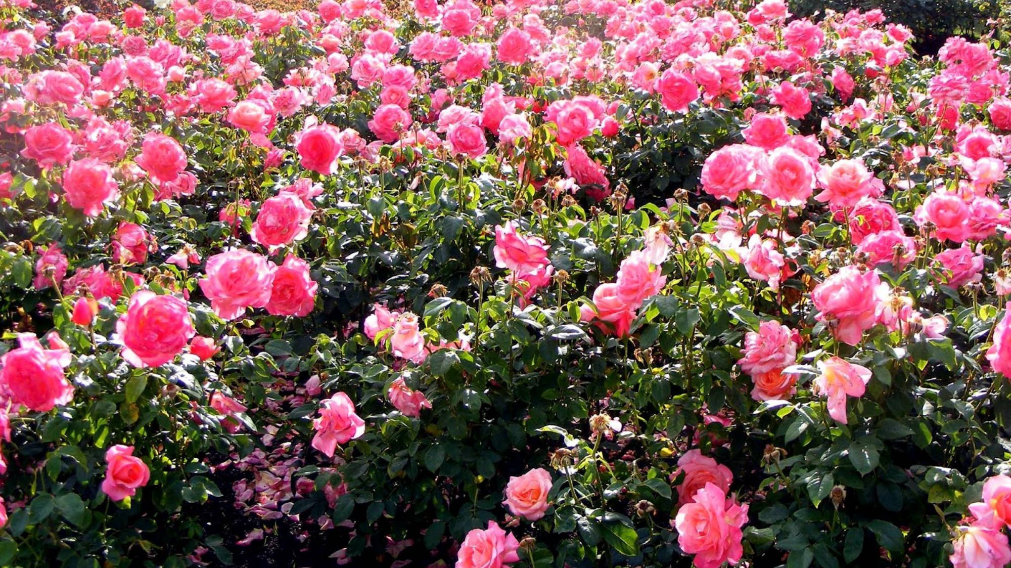 Константин Ваврук Я-роза алая смотреть онлайн