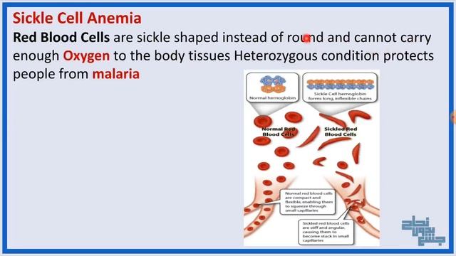 L21 part 1, Molecular biology ( Genetic polymorphism) , Biochemistry смотреть онлайн