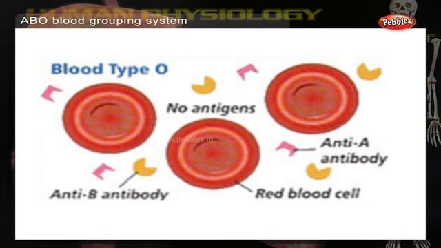 Blood Groups & Types | How Human Body Works | Human Body Parts and Functions | Human Anatomy 3d смотреть онлайн
